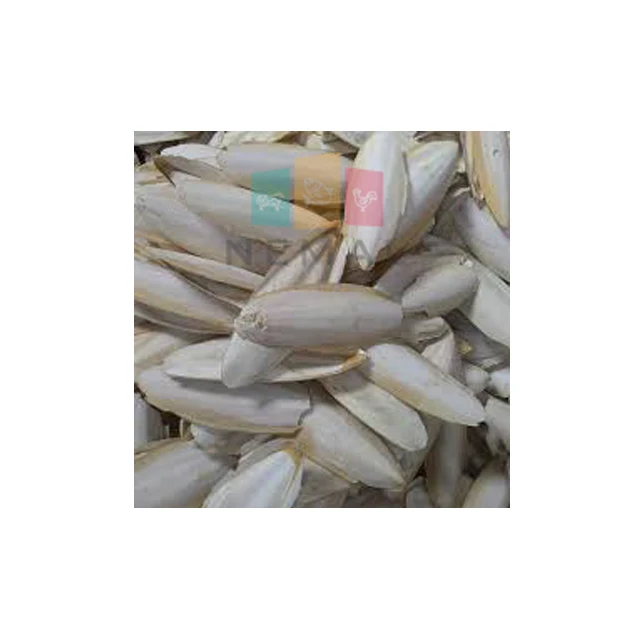 
Dry Cuttlebone Pakistan Origin 