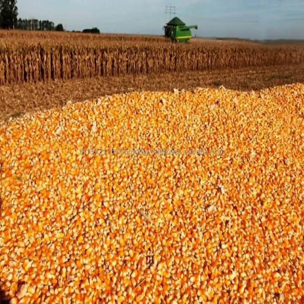 
Yellow Corn/Maize for Humans and animal Feed / YELLOW CORN FOR POULTRY FEED 