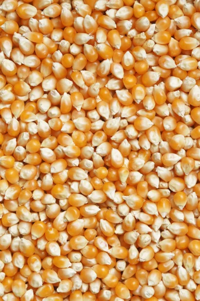White Corn Color Origin Corn Kernels Top Style Storage Packing Mature FOOD GRADE 1 White and Yellow Corn/Maize Dried