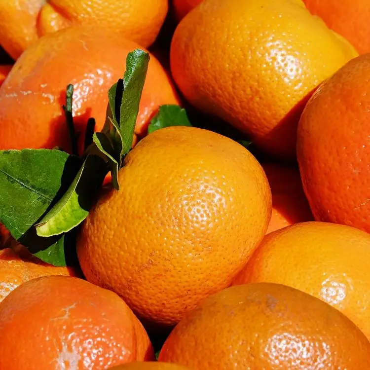 PREMIUM QUALITY NATURAL CLEMENTINE FREMONT SATSUMA PRIMASOL NOVA SWEET FRESH TANGERINE MANDARIN EXPORT FROM TURKEY