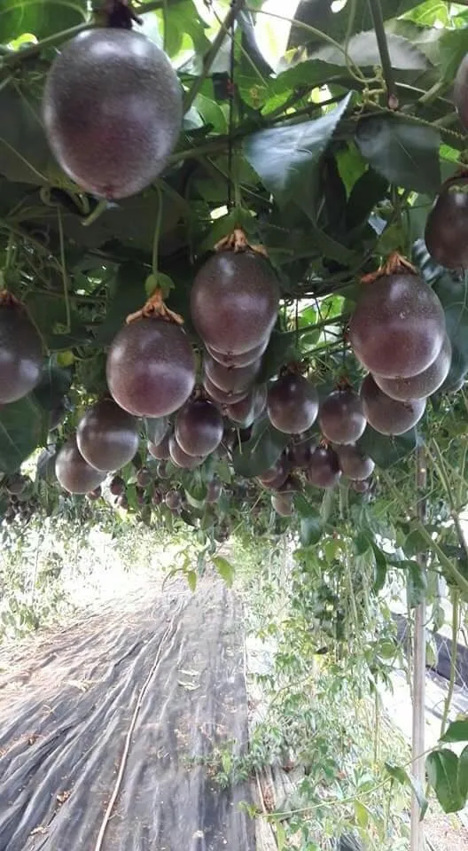 Passion Fruit 2022 From Vietnam, passion fruit seeds, Best Seller 2022