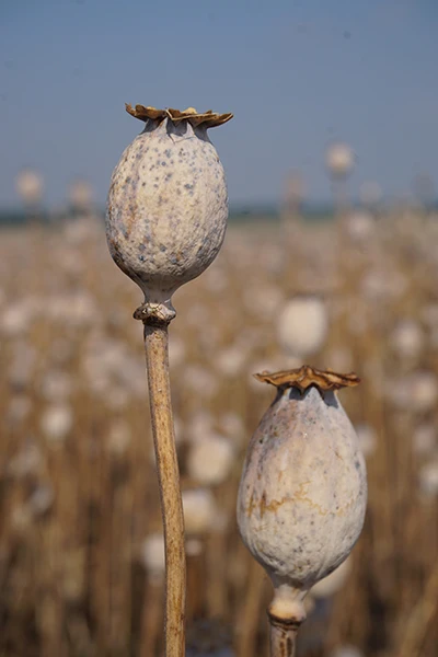 Premium Poppy Seed Oil