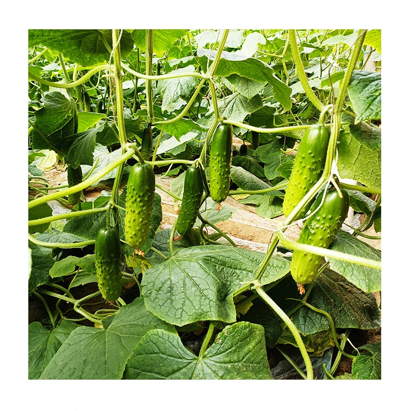 Высокопроизводительные семена овощей, гибридные Нидерландские семена огурцов для культивирования-Rich Lord No.1
