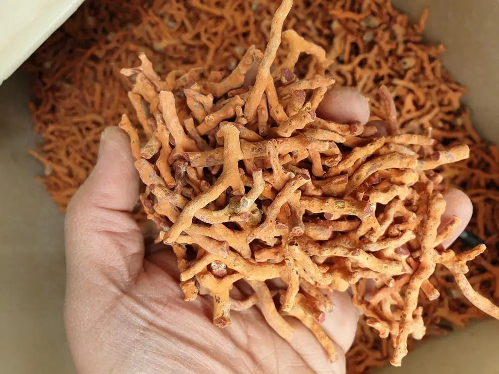 
Good Quality Rough Branch Natural Red Italian Coral 