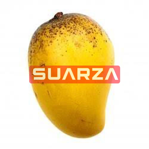 Fresh Mango Fruit Ready to Export Chaunsa and Sindhri Mango/  juicy mangoes are exported at suitable price