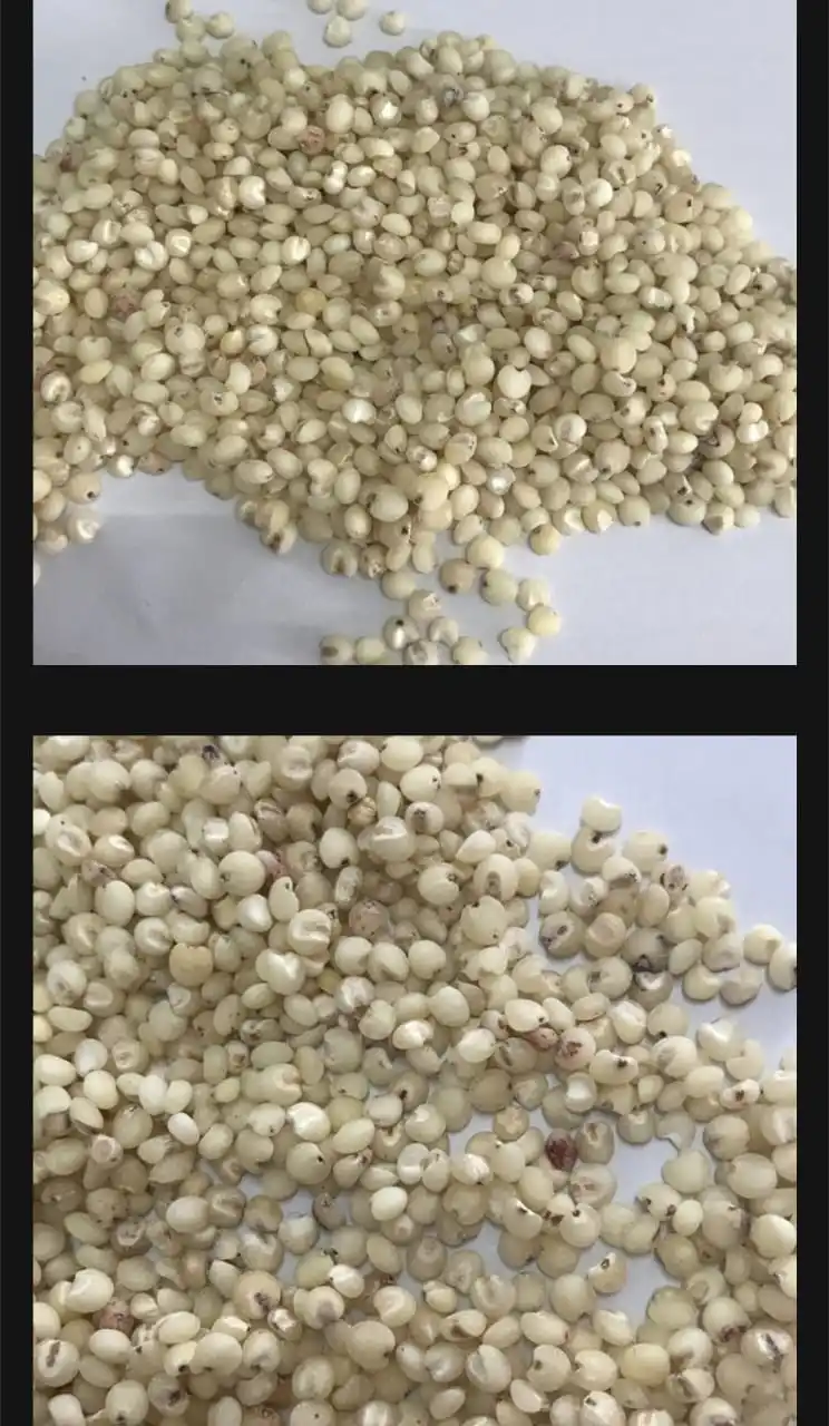 White fresh quality Sorghum Seeds