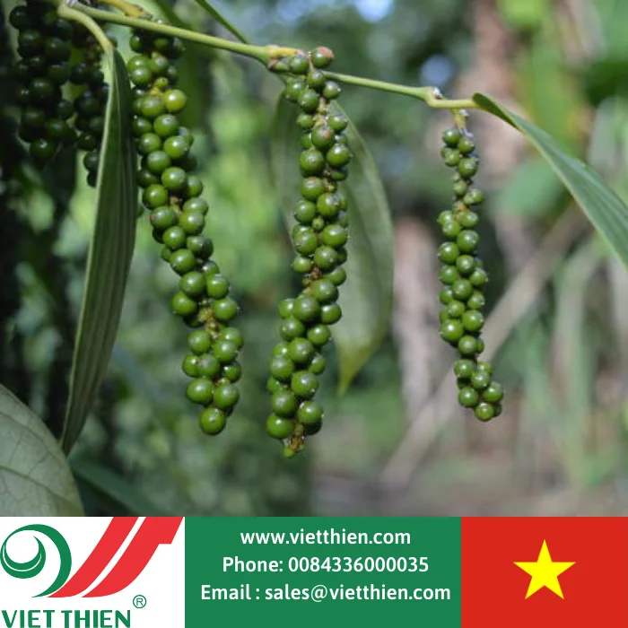 High quality black pepper for wholesale distribution in the country and for export in large quantities from Vietnam