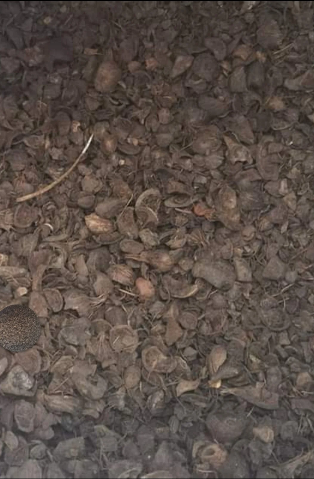 
11 - 15% Moisture Palm Kernel Shell With High Quality Competitive Price From Malaysia 