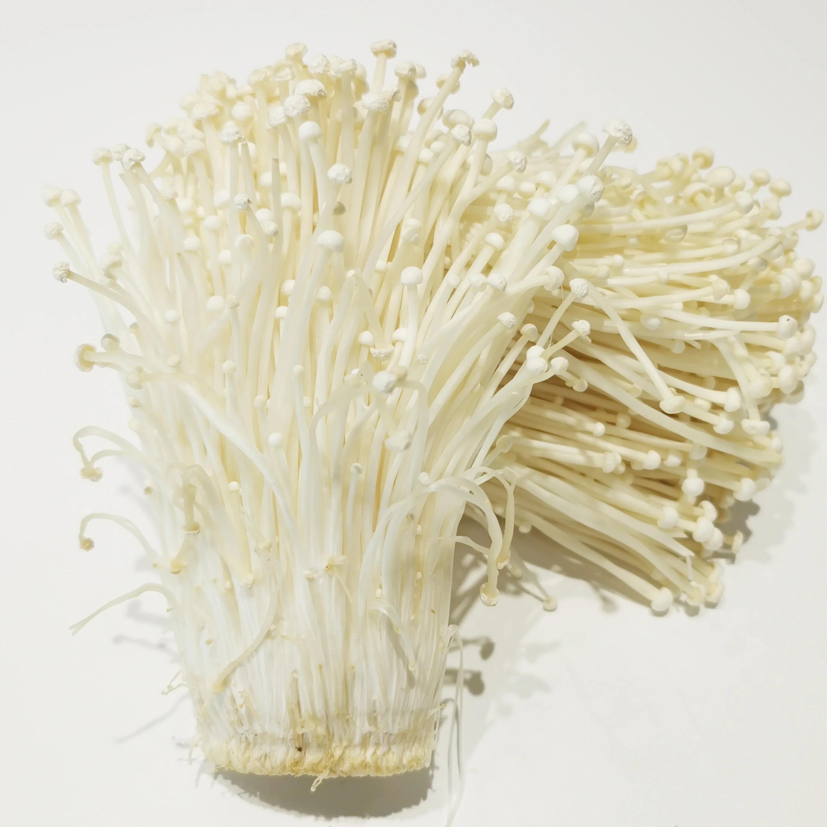 Exporter and supplier from China mushroom price enoki mushroom