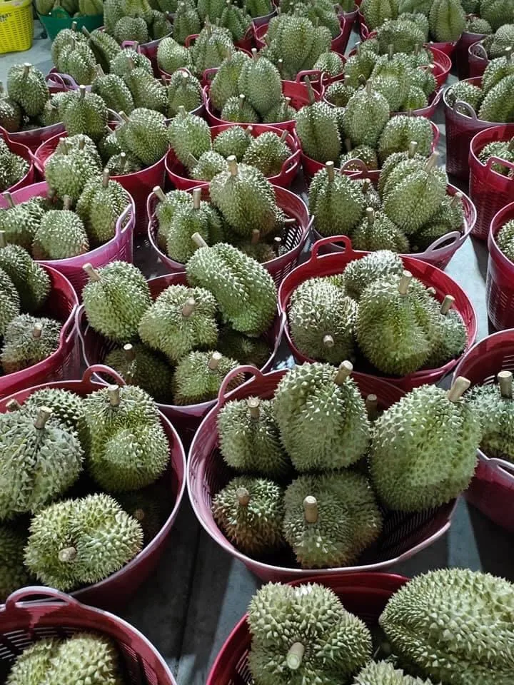 Durians Fresh Fruit with High Quality from Thailand