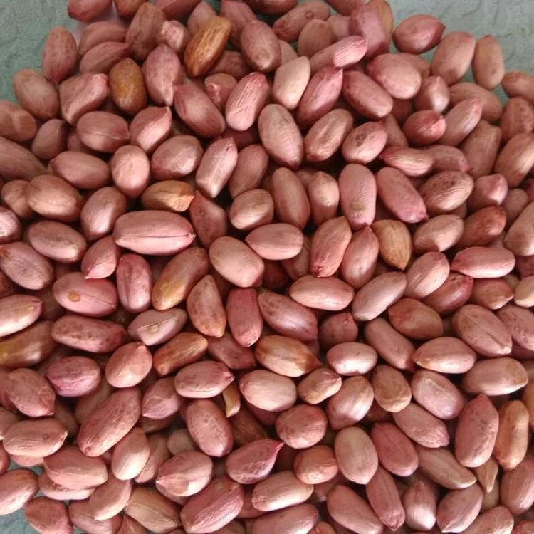 Peanuts Red for sale Bold Peanut BLANCHED PEANUTS Roasted and salted peanut