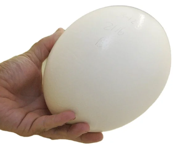 OSTRICH EGGS