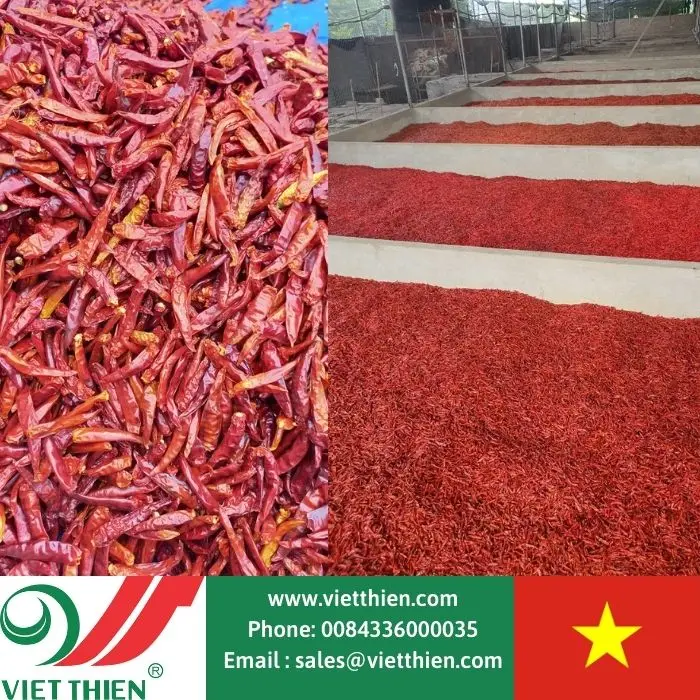  Dired chili best price quality big quantity buy direct from farmer at vietnam Hot Sale Spices Chili From Vietnam With Most