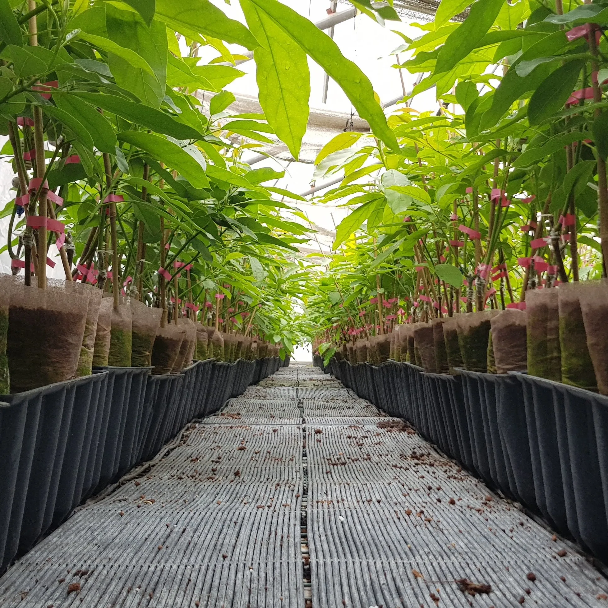 Cocopeat с открытым верхом чип Coco Coir органический низкий EC мытый от Tuff вьетнамский производитель