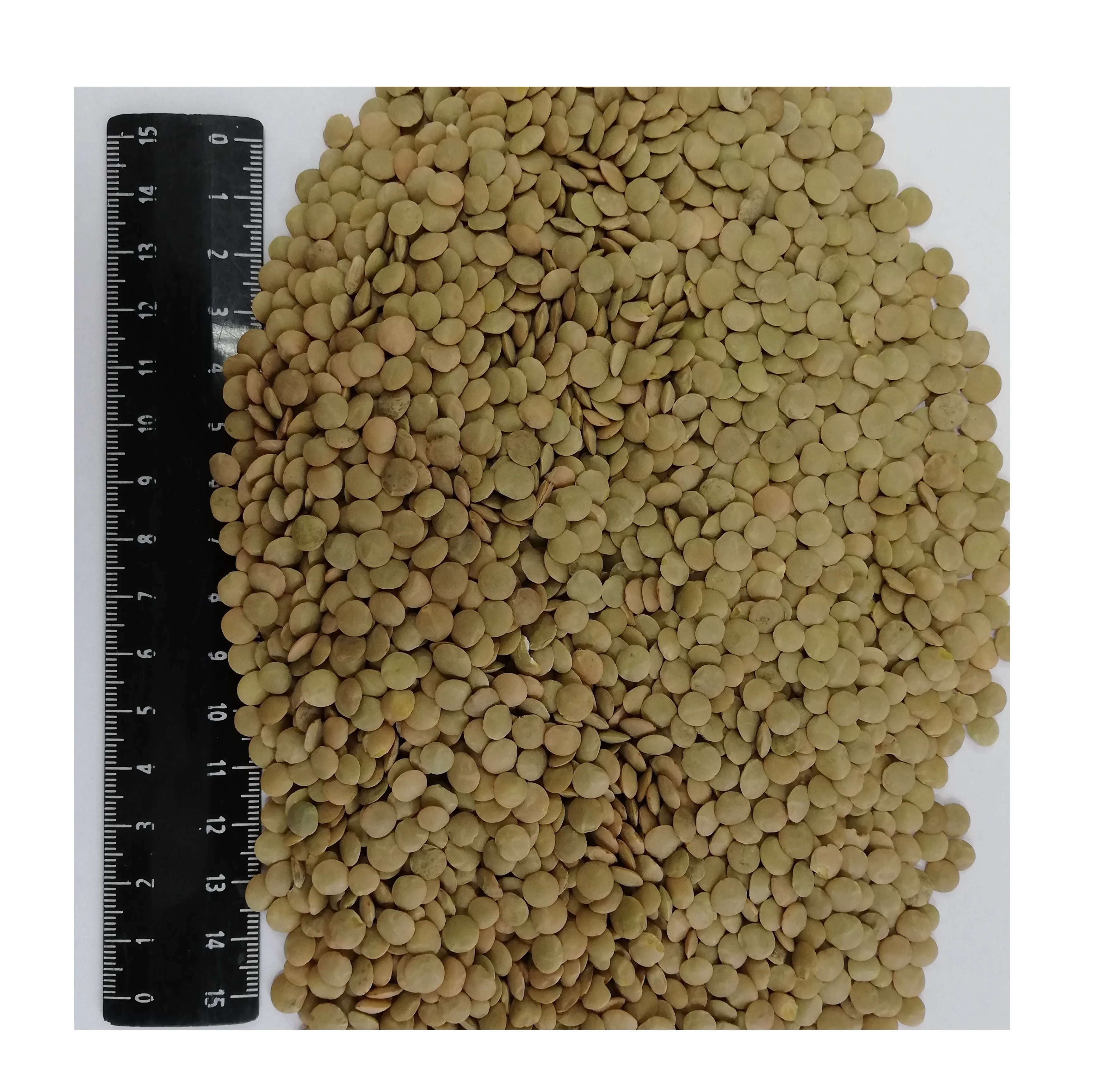 High quality Supply Organic Dried  Green Lentils