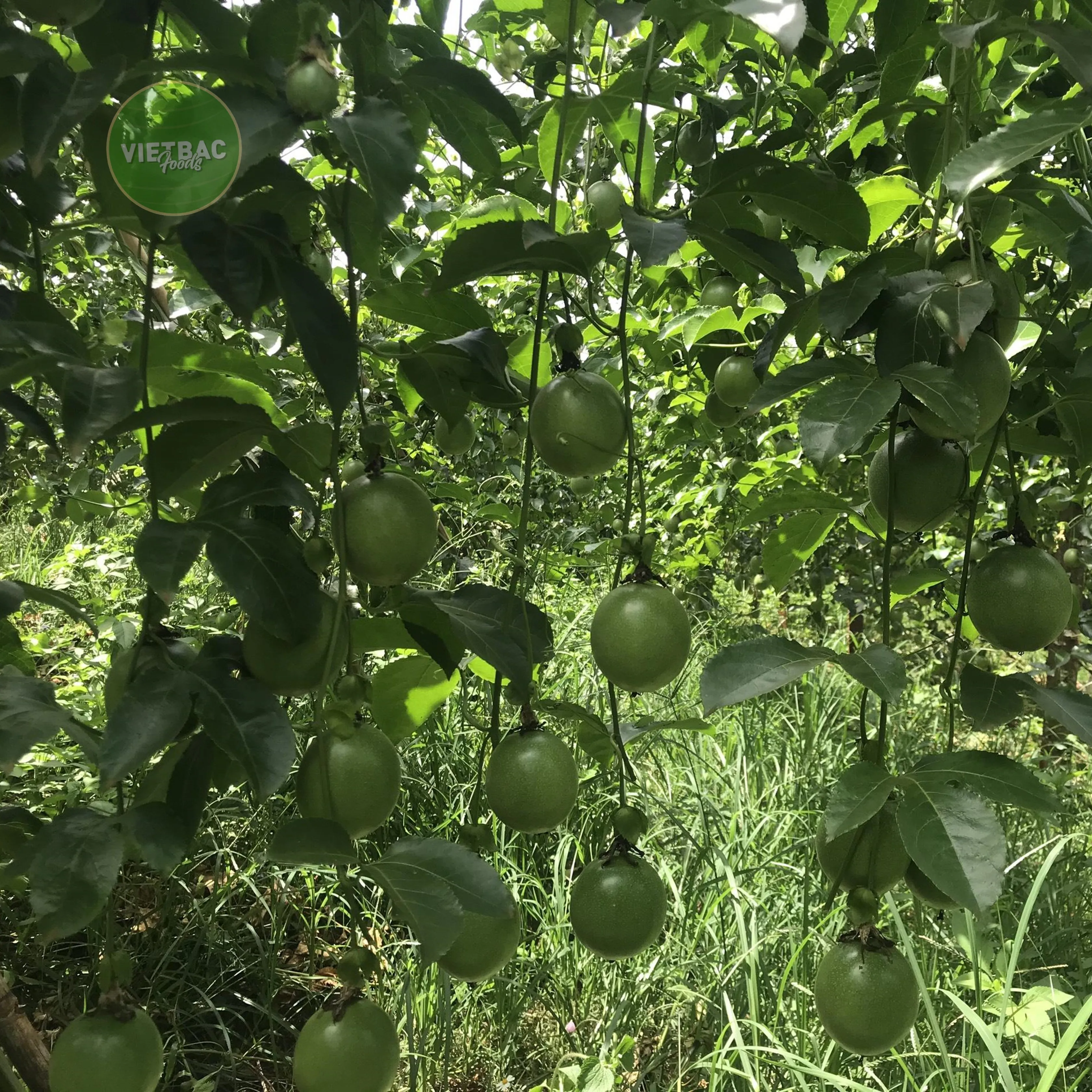 
Standard Company High Quality Frozen Passion Fruit 100% Natural From VietNam Product In Bulk Hot Sale 2021 