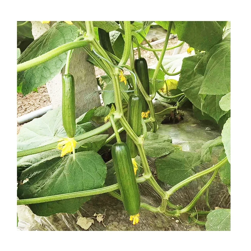 
Quality High Yield Hybrid F1 Mini Green Cucumber Seeds from China 