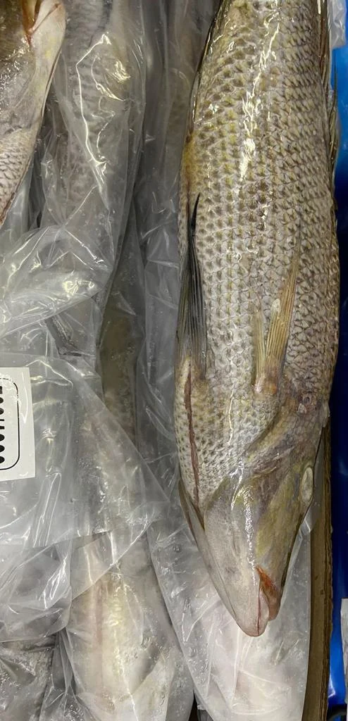 Оптовая цена замороженная императорская голова на нарезной шкале от морепродуктов в массовом количестве индийские экспортеры