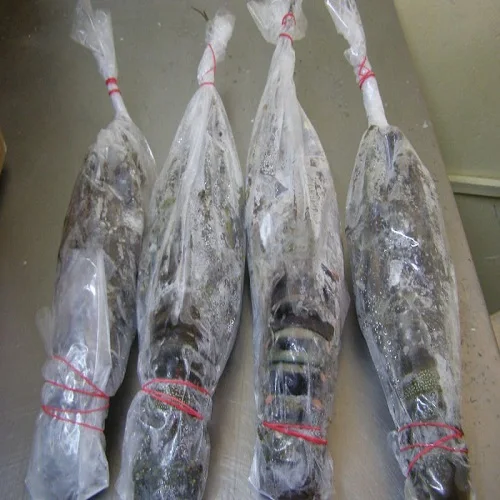 Frozen Lobster / Frozen Lobster Tails / Fresh Live Lobsters