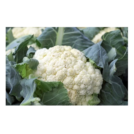 
Fresh Vegetables Cauliflower Available at Cheapest Price In Huge Stock 
