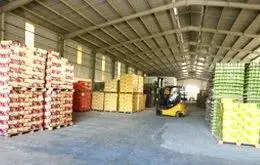 Canned Instant Green Bean Congee from Vietnam - No Preservative