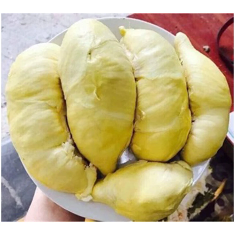 High Quality FROZEN Durian Seedless Cheap Price  Export From Vietnam