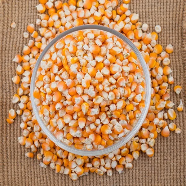 
Whole sale Big Grains Yellow maize, White Corn/Maize, dried maize/corn in grains 