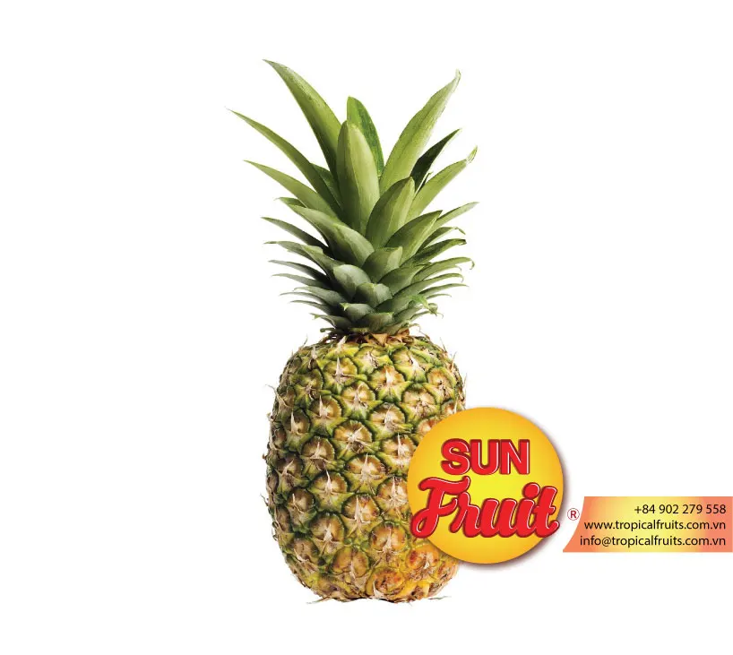 
Fresh Pineapple Wholesale 