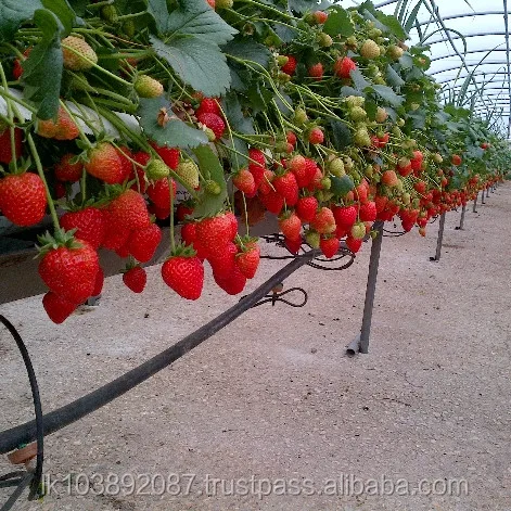 GALUKU HYDRO CS GROW BAG