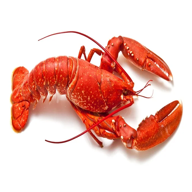 Frozen Lobsters For Sale / Fresh High quality Lobster Frozen for sale / Seafood Fresh and Frozen Lobster