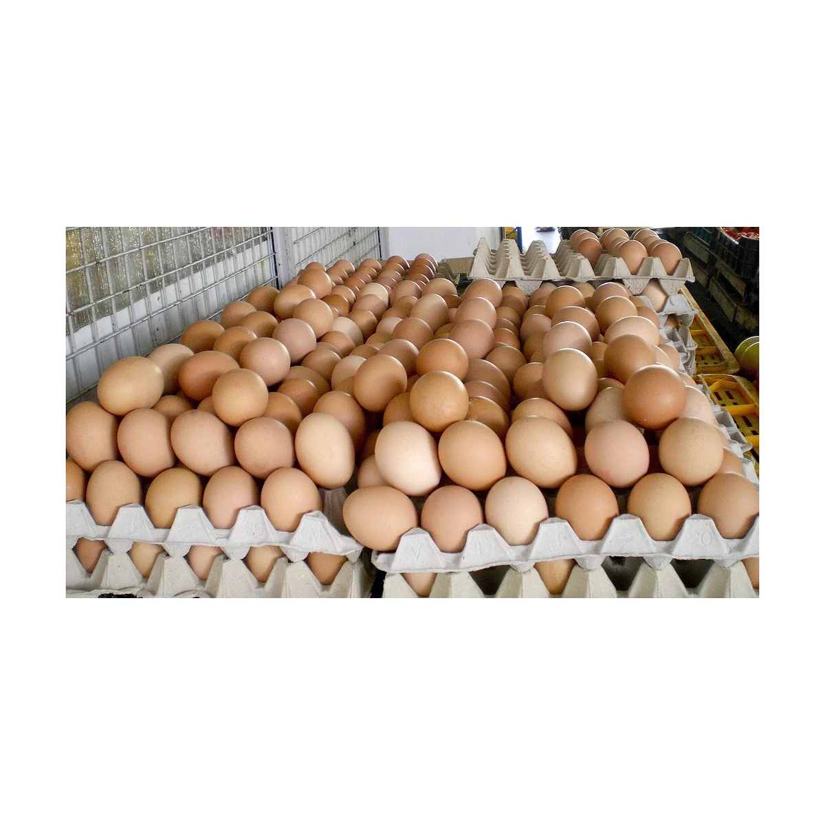 Высококачественные куриные яйца по оптовой цене, яйца