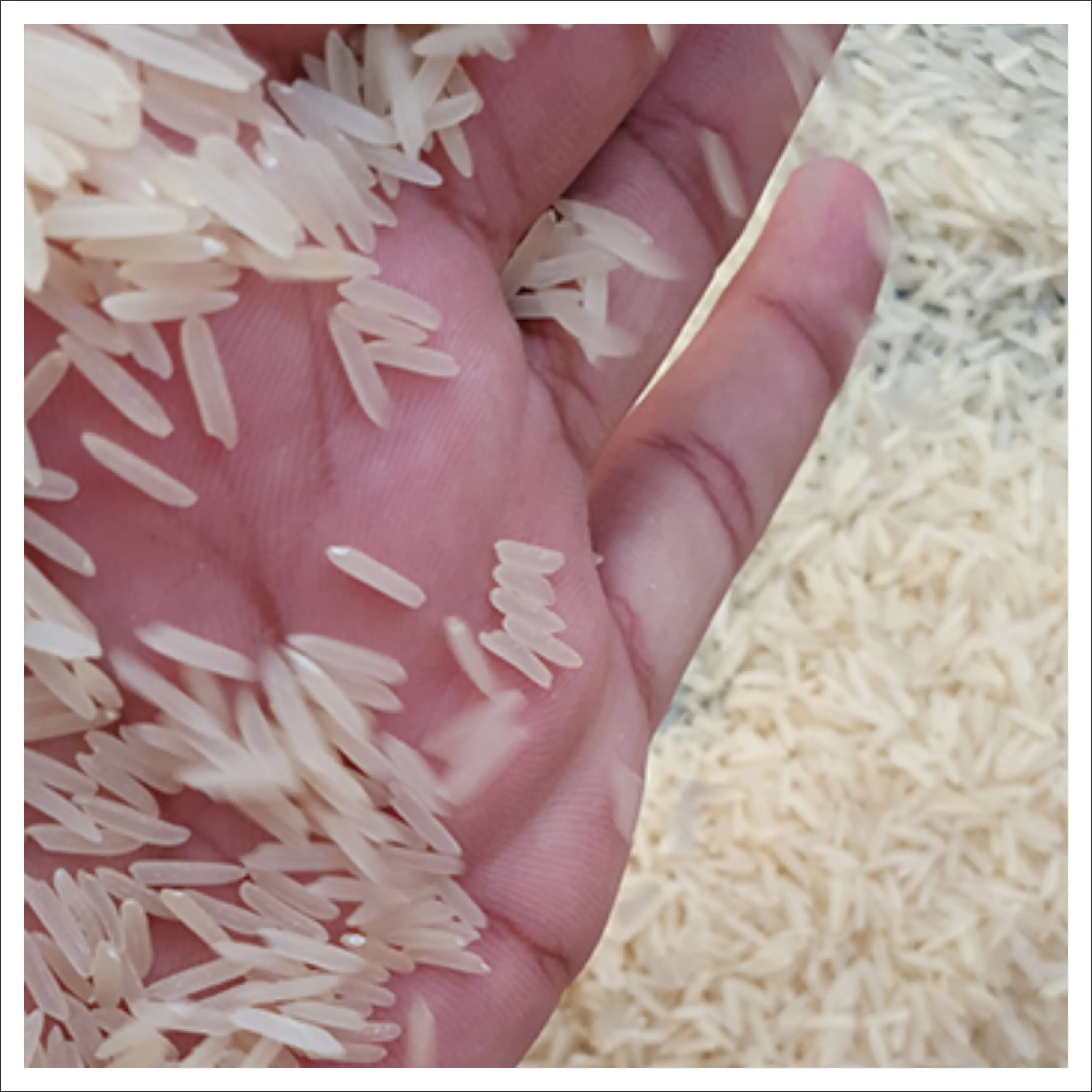 Рис басмати с длинным зерном 1121 из Пакистана