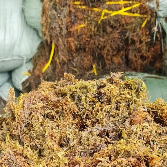 [Горячая распродажа] высококачественный сушеный Sargassum Muticum/сушеные водоросли Вьетнам/Ms.Kate