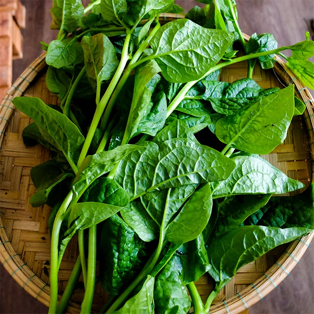 Fresh Malabar Spinach / Fresh vegetable from Vietnam / Fast delivery and carefully packaged