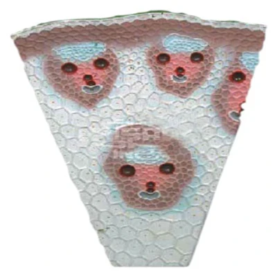 
MONOCOT STEM, MAIZE, TS 