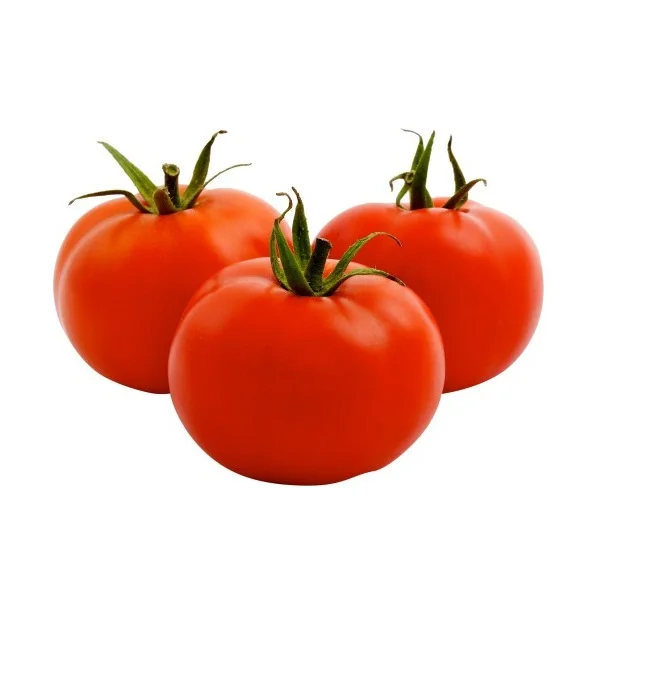 WHOLESALE FRESH ORGANIC TOMATO HIGH QUALITY - EXPORTING STANDARD WITH COMPETITIVE PRICE FROM VIETNAM
