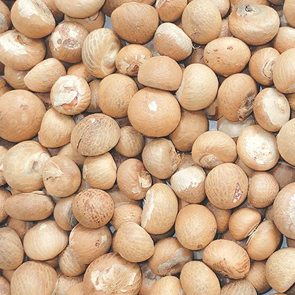 Высшее качество оптовое количество Betel Nut цельное и разделенное по заводской