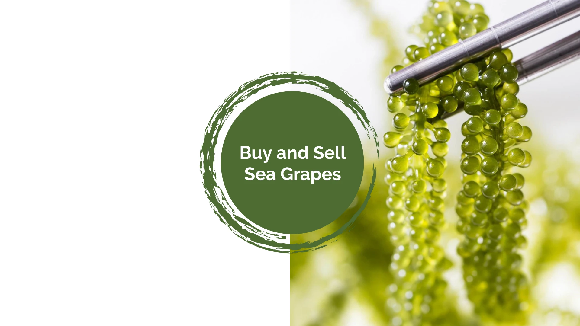  Вьетнамский морской виноград (Caulerpa chellifera) мисс май + 84 904183651