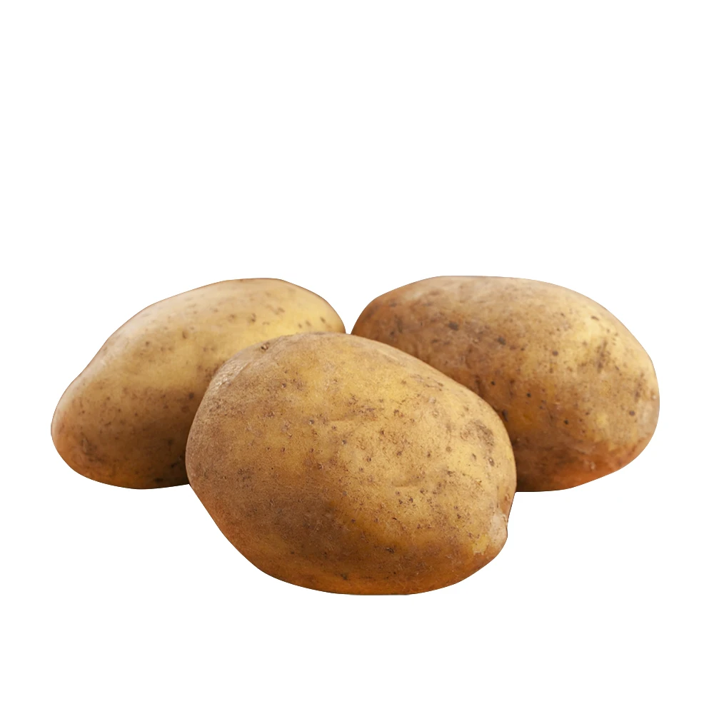 New Crop %100 Organic Patatoes Hot Sale Big Potatoes Premium Quality Fresh Potato - Made in Turkey