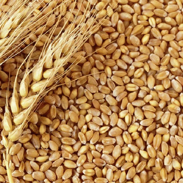
HIGH GRADE WHEAT 