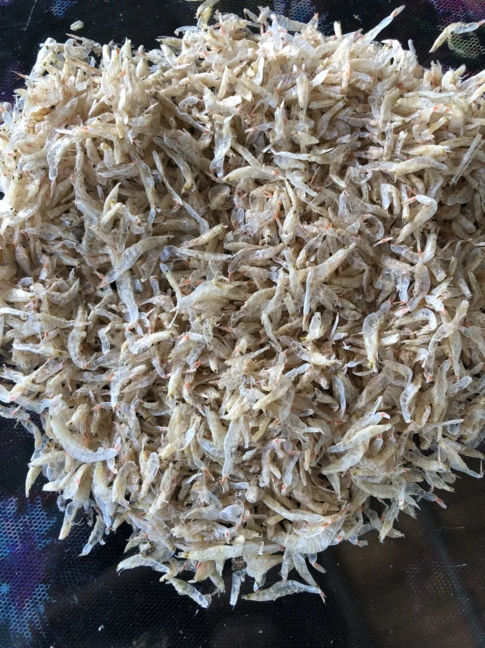 DRIED BABY SHRIMP FOR SALE