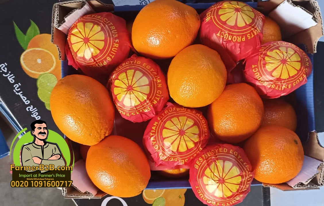 2022 Египет Свежий Оранжевый наша последняя доставка в Малайзию (Высшее качество)