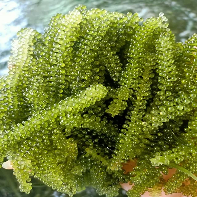 sea grape  2.png