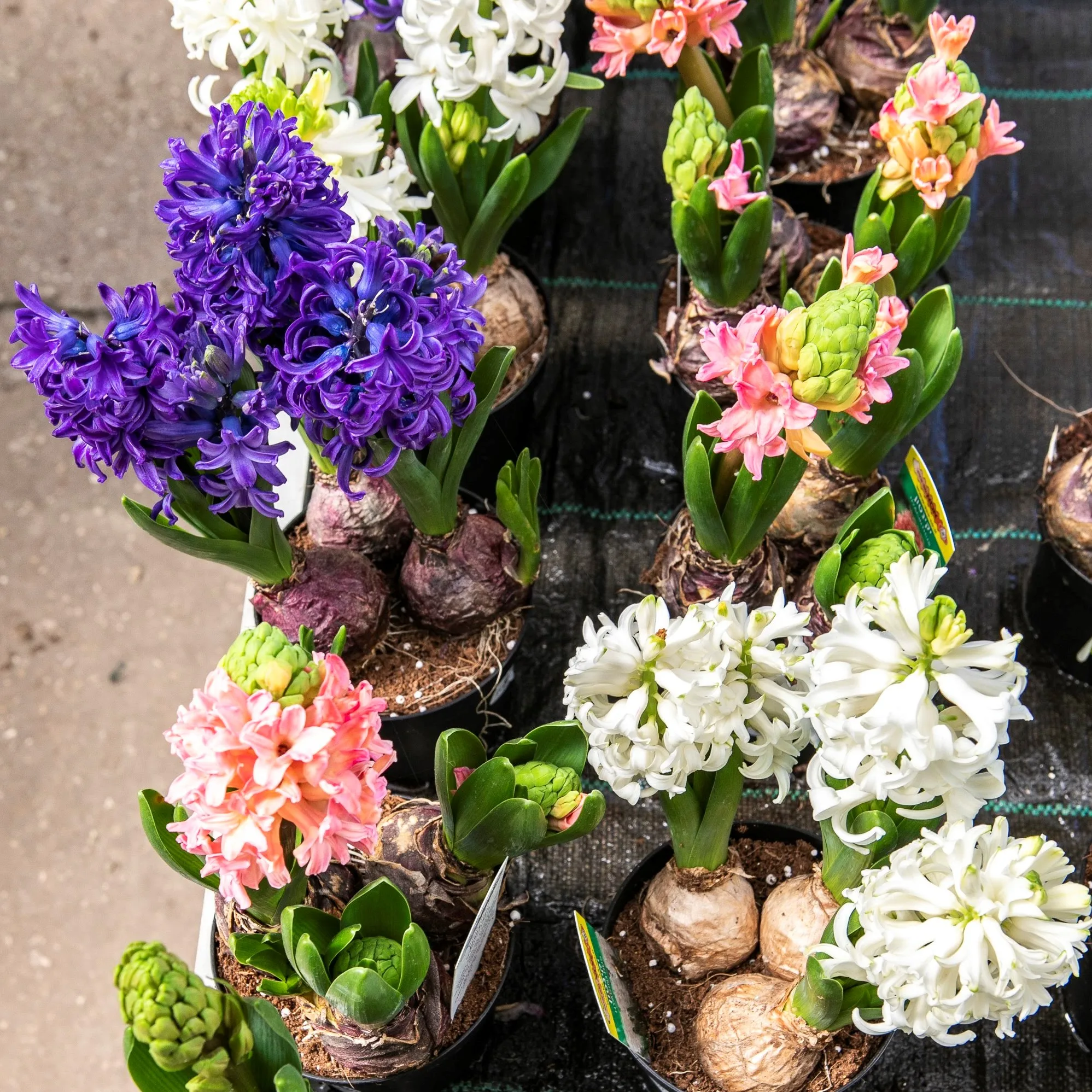 Оптовая продажа кокосового торфа 5 кг