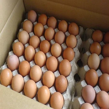 
chicken eggs Cobb 700 Cobb 500 Ross 308 Fertile Hatching Eggs 