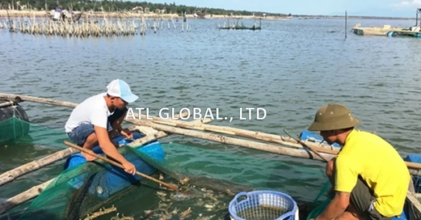 ATL GLOBAL - CRAB FARCI WITH HIGH QUALITY FROM VIETNAM ( Whatsapp: +84975262928