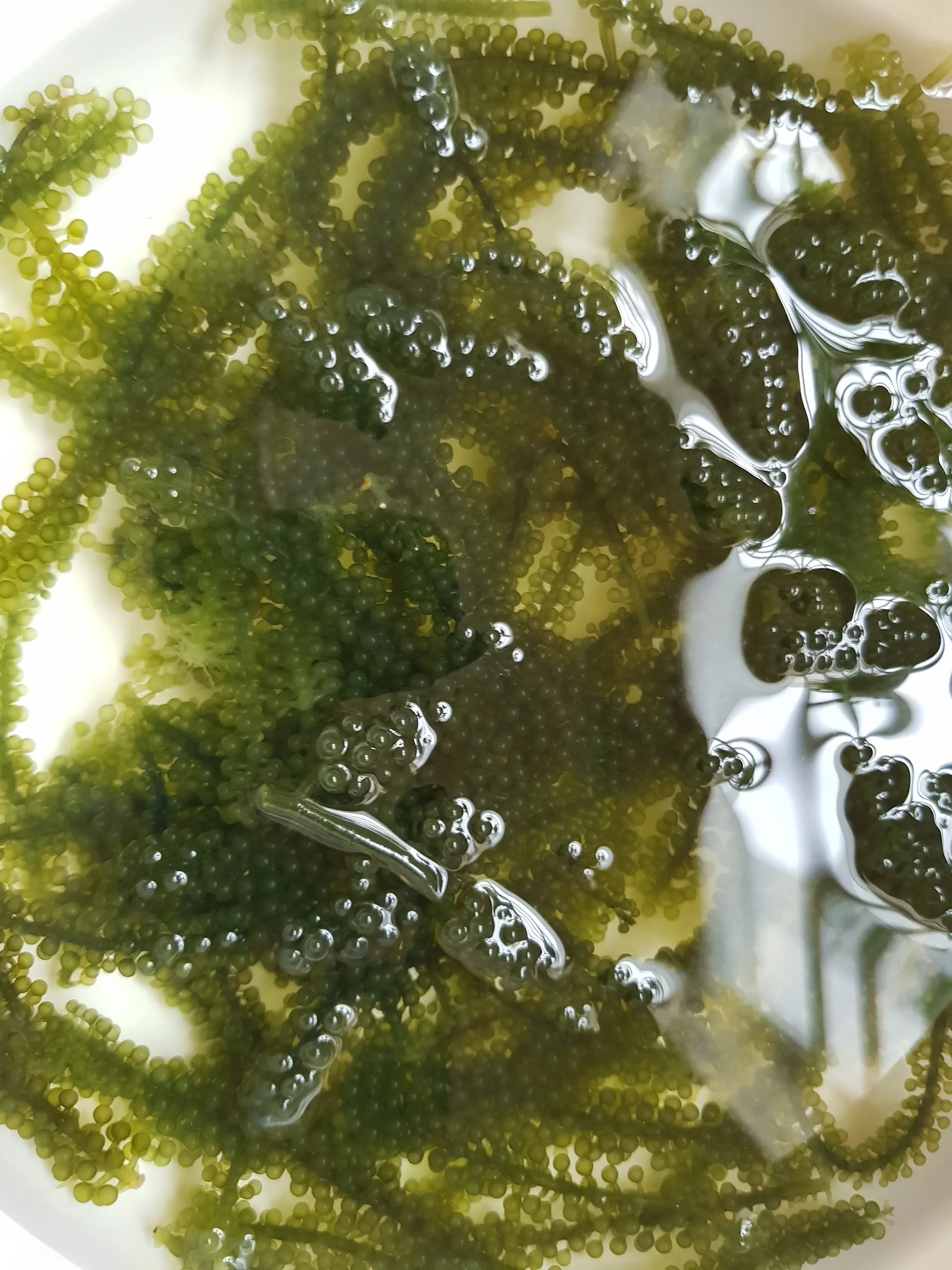 
DEHYDRATED SEAGRAPES VIETNAM 2020 