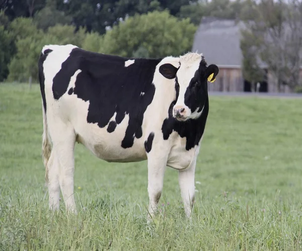 
Live Healthy Pregnant Holstein Heifers Cow 