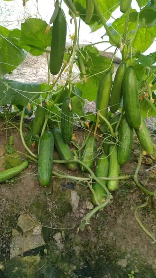 
GREEN HOUSE CUCUMBER SEEDS F1 BLUE LEAF TECHNOLOGY FOR AFRICA 