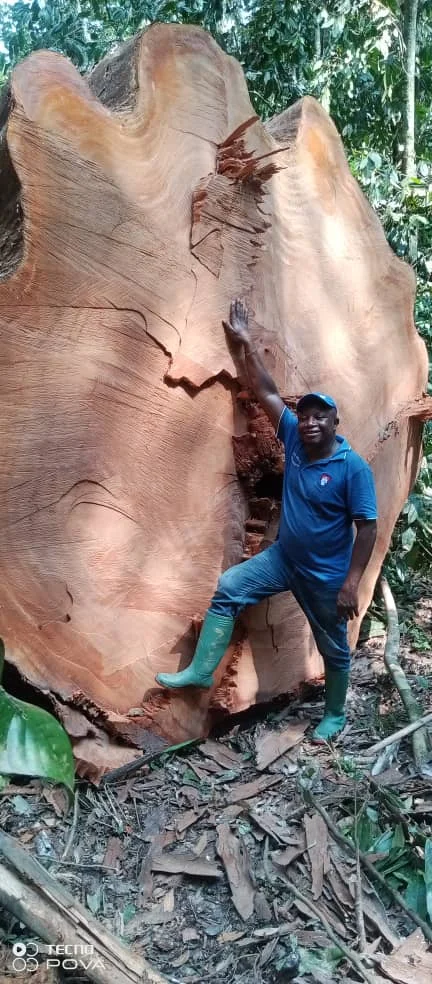 All types of timber wood, logs such as Padouk ,Azobe ,Tali,Pachyloba,Mahogany,Sapelli,Dossier,Okan,Limbali,Fracker,Ovenkhole,Eko